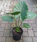 10" Alocasia Calidora  